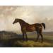 A bay horse in a landscape
